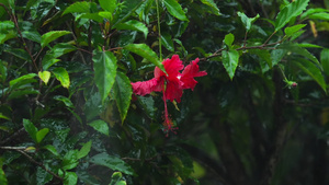 下雨时的红色花朵30秒视频