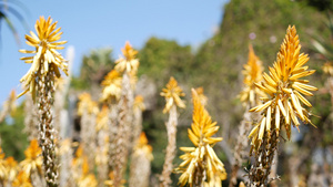 芦荟肉质植物红花美国加利福尼亚沙漠植物13秒视频