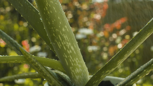 雨中一个锅里有白葡萄花植物37秒视频