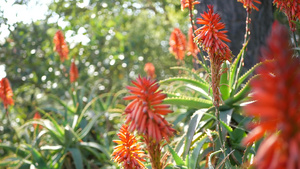 芦荟肉质植物红花美国加利福尼亚沙漠植物干旱气候自然12秒视频
