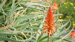 芦荟肉质植物红花美国加利福尼亚沙漠植物干旱气候自然9秒视频