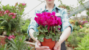女花匠在花园中心拿着花盆和粉红色花朵11秒视频