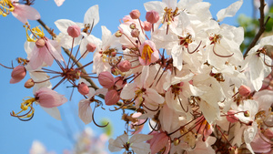 4k春季风吹出美丽的鲜花桃花12秒视频