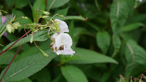 花朵上的蜜蜂13秒视频