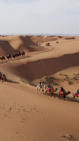 实拍宁夏沙坡头沙漠骆驼队银川旅游25秒视频