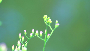 花园近距离观察野草11秒视频