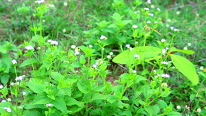 花园中的绿色植物11秒视频