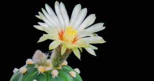 明亮仙人掌开张的纯白彩色花朵15秒视频