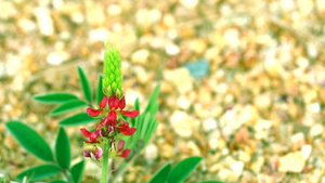 野生红花云石山212秒视频