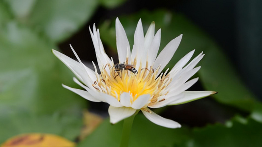 带蜜蜂的莲花花视频