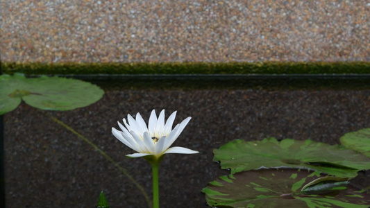 带蜜蜂的莲花花视频