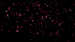 黑色背景的粉红玫瑰花瓣4k16秒视频