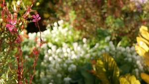 五颜六色的野花开花春天的早晨8秒视频
