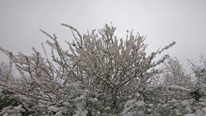 冬雪下的粉红羽花10秒视频