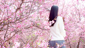 4K实拍春天樱花女性背景赏花花朵春分14秒视频