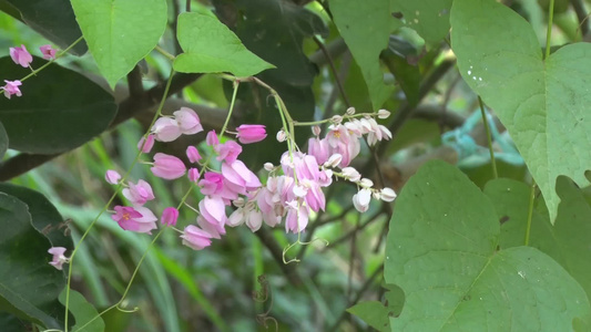 粉色墨西哥花视频