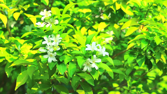 花朵开花释放香味来引诱昆虫的气味视频