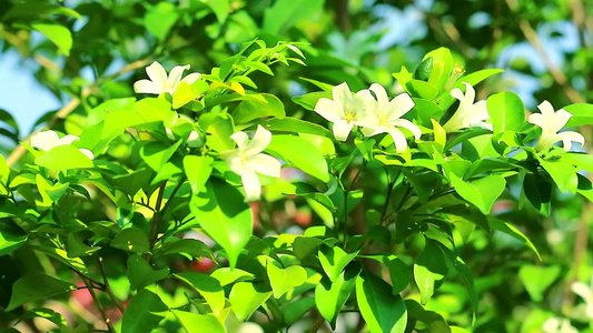 安达曼缎木花在雨中开花放香引虫视频