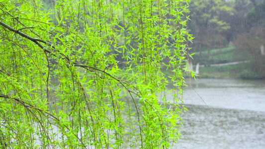 春天植物柳树发芽春雨自然风景4K实拍视频素材视频