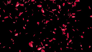 玫瑰花瓣飞行阿尔法频道31秒视频
