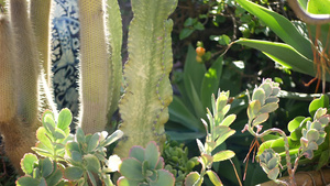 花盆里的多肉植物美国加利福尼10秒视频