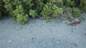 沼泽苍鹭10秒视频