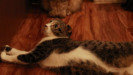 可爱的苏格兰折叠猫盯着看视频