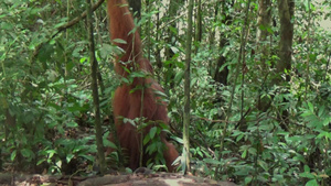 巨型红毛猩猩在枪林国家公园的丛林中苏门答腊不眠不休35秒视频