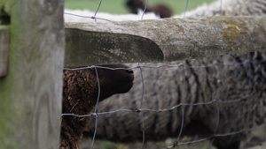 穿着灰色大衣的小女孩通过木头和铁丝栅栏喂一只棕羊羔11秒视频