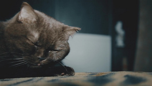 睡前要洗脸的英短猫咪13秒视频