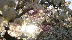 樱桃树加利福尼亚美国春天白色开花梨苹果或杏的娇嫩樱花13秒视频