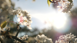 盛开的花朵11秒视频