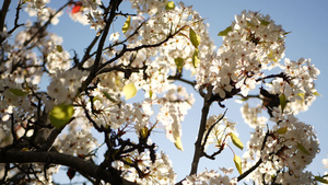 樱桃树加利福尼亚美国春天白色开花梨苹果或杏的娇嫩樱花16秒视频