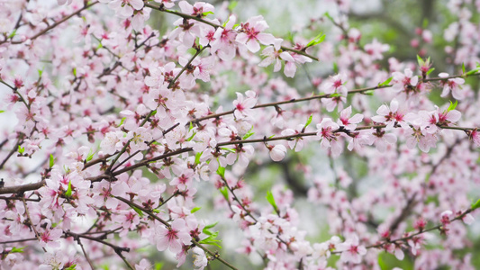 春天桃树开花粉色桃花花朵4K实拍视频素材视频