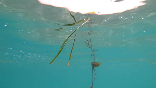 漂浮在海面上的青草视频