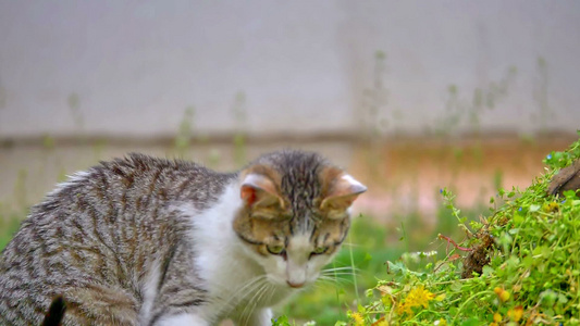 在院子里玩猫猫视频