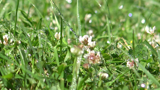 雨水中新鲜绿草视频