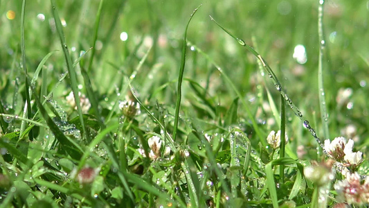 雨水中滴落到绿草上的水滴视频