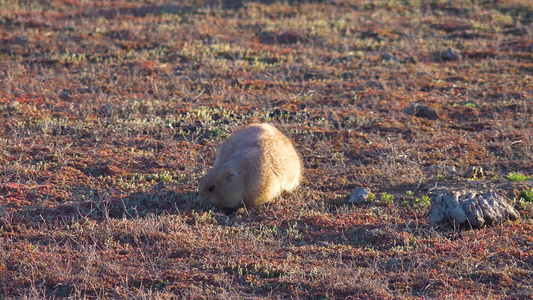 在野外的貂皮附近的黑尾草养狗cyronomicsludovicianus视频