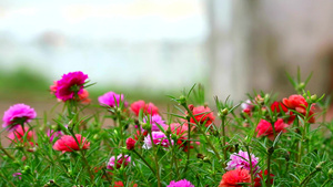 棕榈玫瑰摩斯太阳植物粉红色的紫红玫瑰花朵在花园中开花12秒视频