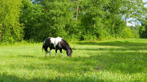 在草地里放牧的马匹25秒视频