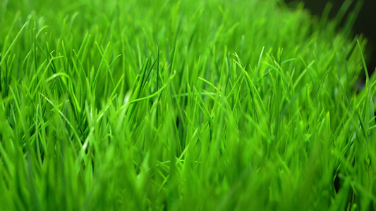 绿色草坪草视频