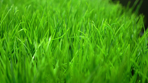 绿色草坪草8秒视频