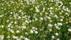 草地上的绿植和白色花朵25秒视频