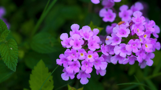静拍春天里的小紫野花视频