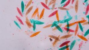 显微镜下彩色的草履虫7秒视频