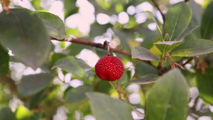 树上成熟的红果9秒视频
