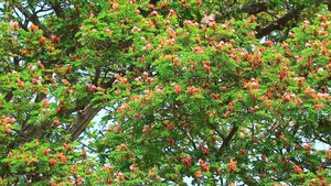 东印度胡桃猴子豆雨树粉红色花朵和丁基天空背景32秒视频