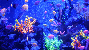五颜六色的生动的鱼在紫外uv光下发光紫罗兰色水族馆15秒视频