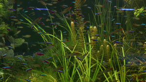 五颜六色的小鱼在绿藻和水生植物之间游泳18秒视频